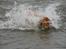 Golden retriever Django<'3 R.I.P  - Jeg er en rigtig dykker hund(: