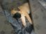 Boxer Kahlua