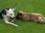 Eurasier Spike - Græsk gadehund Luna på besøg i haven.