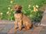 Rhodesian ridgeback Hazinas 4th Ajabu - Gaius