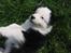 Border collie Effie