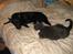 Australsk kelpie Felix