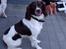 Engelsk springer spaniel Frida