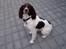 Engelsk springer spaniel Frida