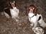 Engelsk springer spaniel Frida