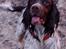 Engelsk springer spaniel Frida