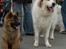 Eurasier Spike - Spike og Pyreneerhunden Harley
