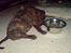 Blanding af racer Bertram R.I.P  :,( - HEr sidder han og spiser
