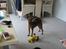 Dvaergpinscher Snoopy 