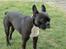 Boston terrier viggo