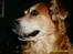 Golden retriever Trunte R.I.P 4/7-08 - Jeg kan sidde helt stille!