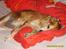 Golden retriever Trunte R.I.P 4/7-08 - I mors seng, det bedste sted i verden.