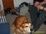 Golden retriever Trunte R.I.P 4/7-08 - Jeg vil gerne sige noget..