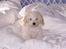 Bichon havanais Bazoo - Er han ikke dejlig