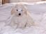 Bichon havanais Bazoo - Jeg er da lidt lækker ik´ ??