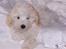 Bichon havanais Bazoo - Moorrr