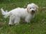 Bichon havanais Bazoo - Var det mig du kaldte på ??