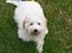 Bichon havanais Bazoo