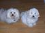 Bichon havanais Bazoo - Det er Min Ven, siger jeg dig bare :o)