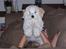 Bichon havanais Bazoo - Hej :o)