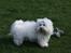 Bichon havanais Bazoo - April 2008