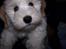 Bichon havanais Bazoo - øhhhh, hvad var det ??