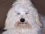 Bichon havanais Bazoo - Kan jeg snart blive klippet ???