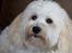 Bichon havanais Bazoo - Ok, Jeg skulle jo ikke ligne en puddel vel ?? hmm ...