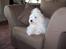 Bichon havanais Bazoo - Den animal kanal er bare god