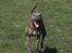 Whippet Lilo - Hej du. Jeg er Lilo :-)