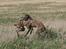 Whippet Lilo - Vi laver ofte spilopper. 