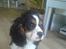 Cavalier king charles spaniel Boffi - Boffi med strit hår :P