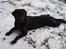 Labrador retriever Tøzen - Dejligt at få kølet maven i sneen