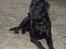 Labrador retriever Tøzen