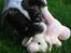 Blanding af racer Coco (21.05.07 - 01.05.19)  - hihi jeg har fanget den, min lille plys bamse hund... 