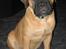 Bullmastiff Isabella - Nuttet ikke ??? ( 4 mdr)