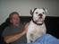 Amerikansk bulldog Robin's Balu † R.I.P.† - HVEM sagde FAR´s hund????