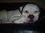 Amerikansk bulldog Robin's Balu † R.I.P.† - Thats what I do Best :-)