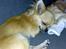 Chihuahua Joey - ZzzzZ snupper lige en lur efter den gåtur... 