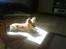 Chihuahua Joey - Sol er altså bare det bedste!