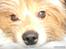 Blanding af racer Bamse - Vores Dejlige Bamse-hund