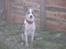 Blanding af racer amstaff/mutte Mille* - 9/7-08