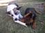 Blanding af racer amstaff/mutte Mille* - Mille og Specki