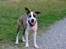 Blanding af racer amstaff/mutte Mille* - 15 mdr.