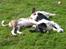 Blanding af racer amstaff/mutte Mille* - "Det her er bare hygge Donna :)" 3 mdr.