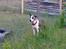 Blanding af racer amstaff/mutte Mille* - 15 mdr.