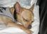 Chihuahua Mikkel Jensen - sover igen, igen..... godt nok noget af en sovetryne