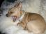 Chihuahua Mikkel Jensen - GAAAAAAAAAAAbbbbb...