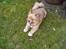 Blanding af racer Bamse - Bamse tager lige en slapper