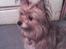 Blanding af racer Bamse - Bamse, en smuk og dejlig hund